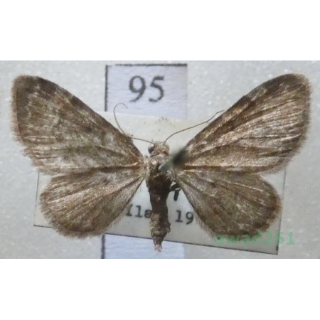 Pasiphila rectangulata (Linnaeus, 1758) Czech95